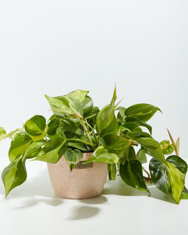 Philodendron Vine (Lemon Lime) - Image 9