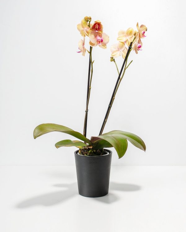 Arcadia Phalaenopsis Orchid - Image 8