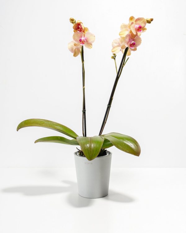 Arcadia Phalaenopsis Orchid - Image 5