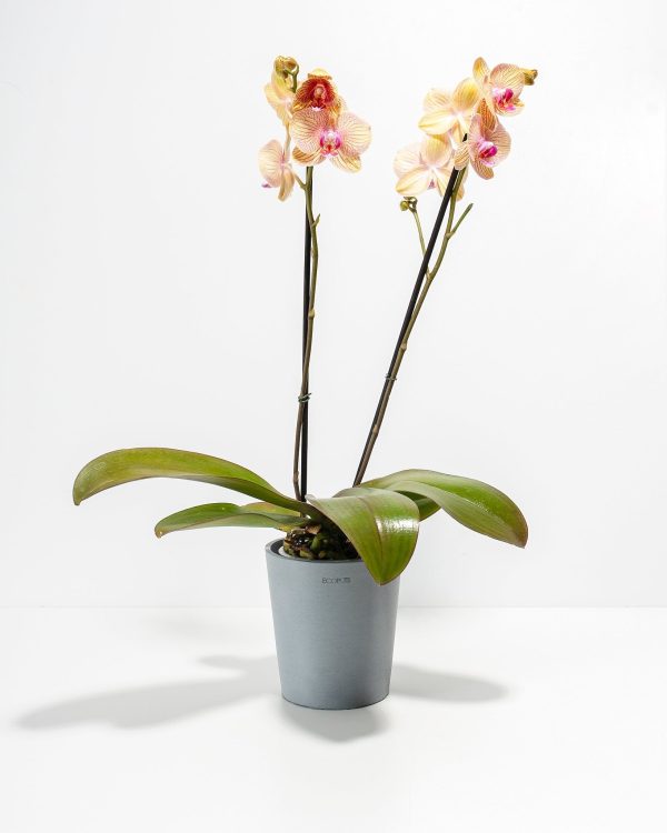 Arcadia Phalaenopsis Orchid - Image 6