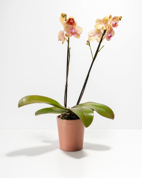Arcadia Phalaenopsis Orchid - Image 7