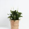 Peace Lily (Spathiphyllum) - Image 30
