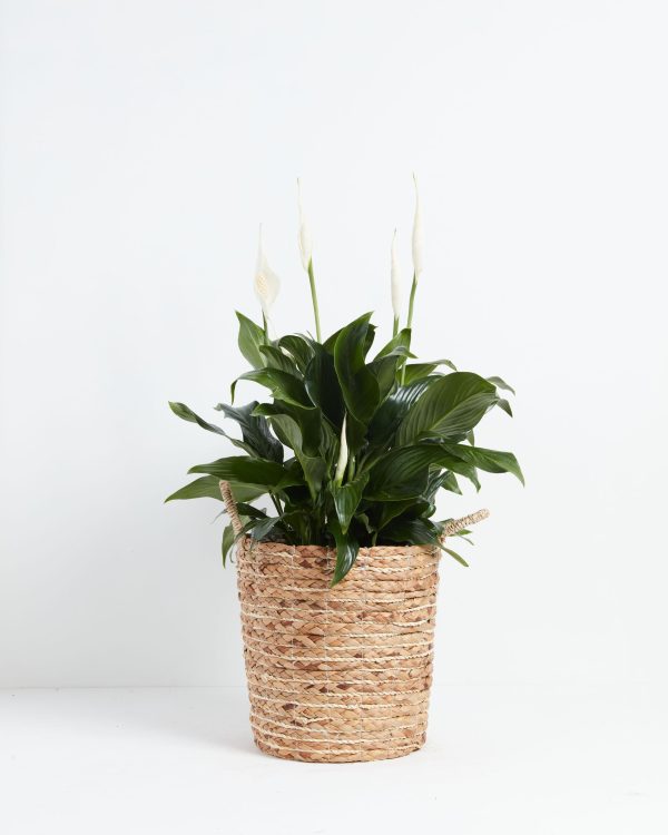 Peace Lily (Spathiphyllum) - Image 30