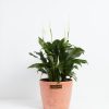 Peace Lily (Spathiphyllum) - Image 25