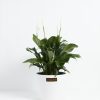 Peace Lily (Spathiphyllum) - Image 23