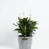 Peace Lily (Spathiphyllum) - Image 24