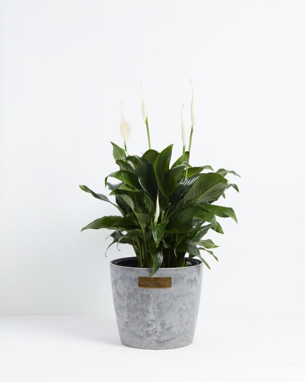 Peace Lily (Spathiphyllum) - Image 24