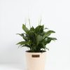 Peace Lily (Spathiphyllum) - Image 26