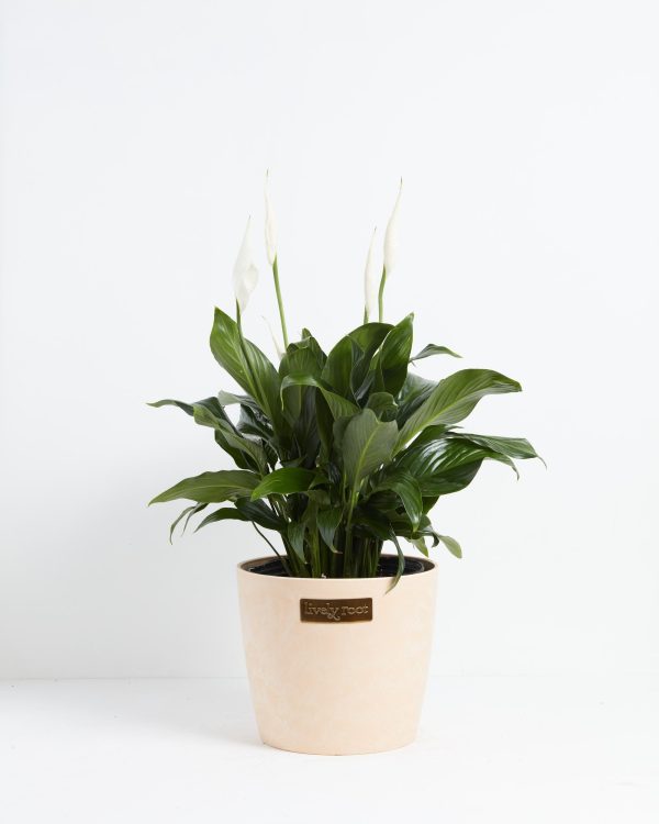 Peace Lily (Spathiphyllum) - Image 26