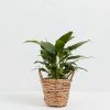 Peace Lily (Spathiphyllum) - Image 27