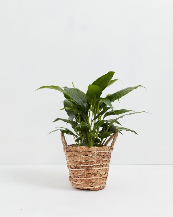 Peace Lily (Spathiphyllum) - Image 27