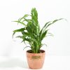 Peace Lily (Spathiphyllum) - Image 15