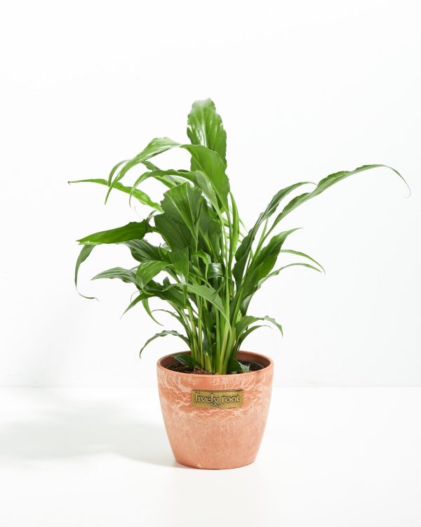 Peace Lily (Spathiphyllum) - Image 15
