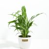 Peace Lily (Spathiphyllum) - Image 13