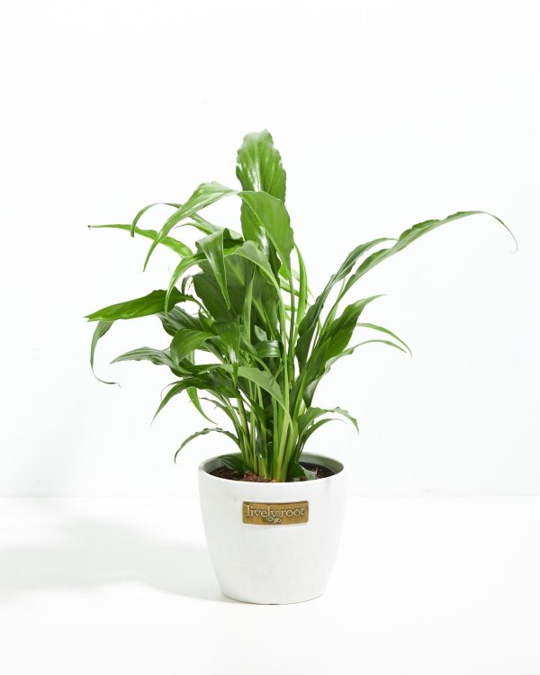 Peace Lily (Spathiphyllum) - Image 13