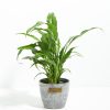 Peace Lily (Spathiphyllum) - Image 14