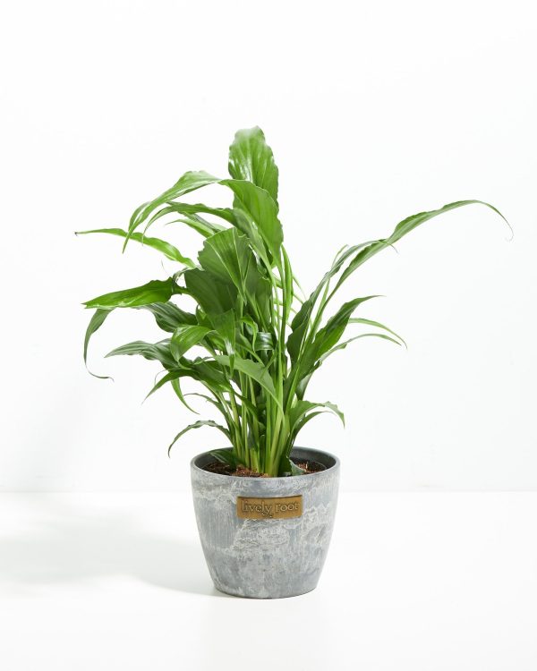 Peace Lily (Spathiphyllum) - Image 14