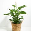 Peace Lily (Spathiphyllum) - Image 29