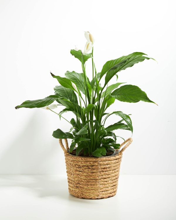 Peace Lily (Spathiphyllum) - Image 29