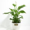 Peace Lily (Spathiphyllum) - Image 21