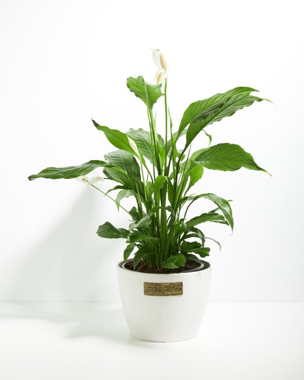 Peace Lily (Spathiphyllum) - Image 21