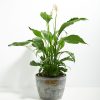 Peace Lily (Spathiphyllum) - Image 22