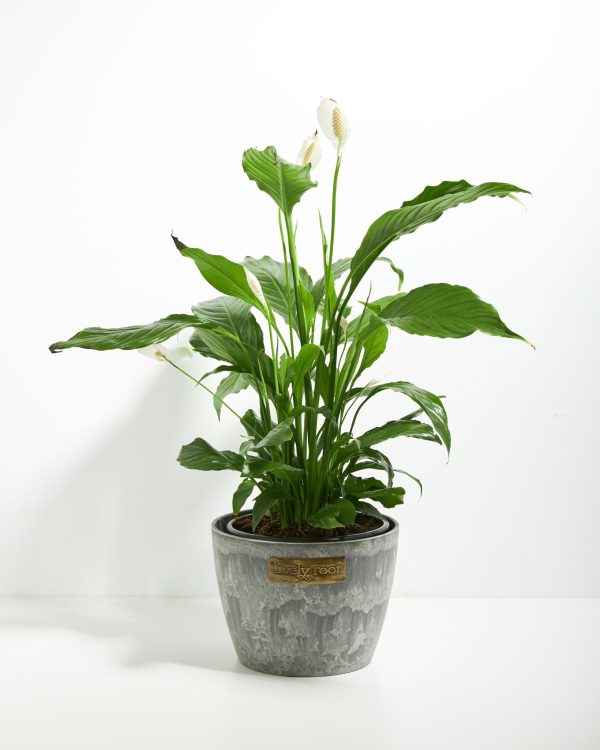 Peace Lily (Spathiphyllum) - Image 22