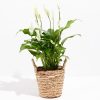 Peace Lily (Spathiphyllum) - Image 28