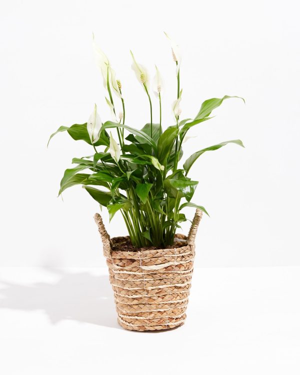 Peace Lily (Spathiphyllum) - Image 28