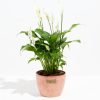 Peace Lily (Spathiphyllum) - Image 19