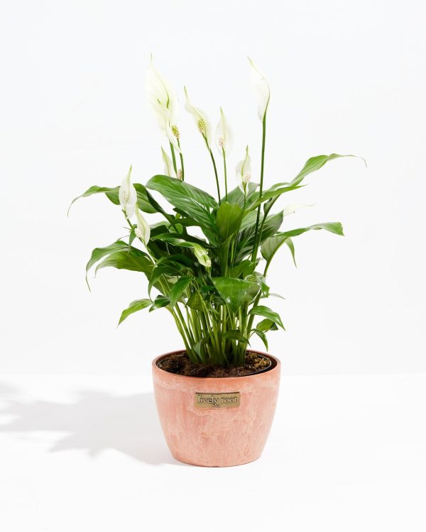 Peace Lily (Spathiphyllum) - Image 19