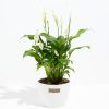 Peace Lily (Spathiphyllum) - Image 17