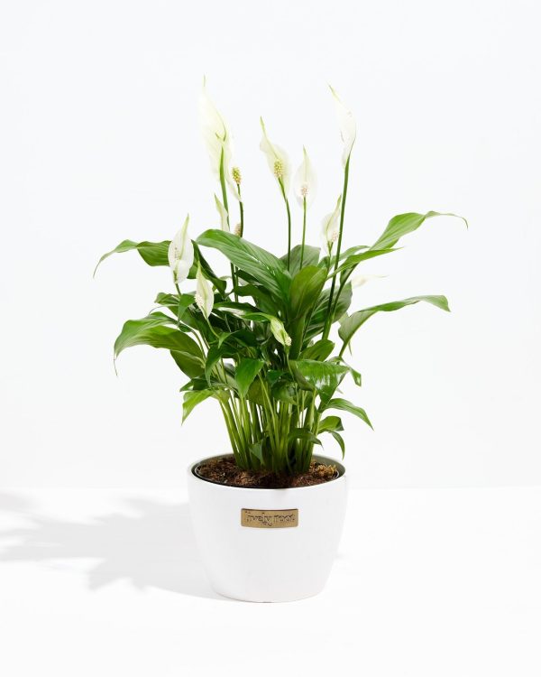 Peace Lily (Spathiphyllum) - Image 17