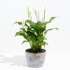Peace Lily (Spathiphyllum) - Image 18