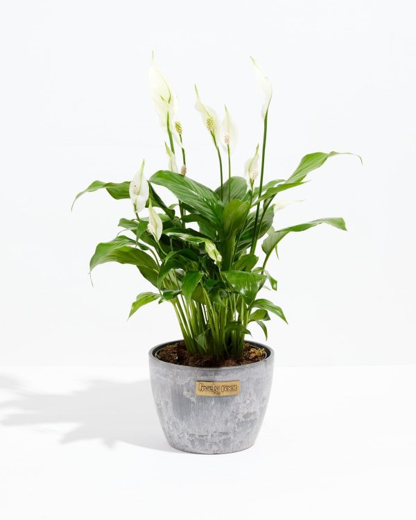 Peace Lily (Spathiphyllum) - Image 18