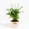 Peace Lily (Spathiphyllum) - Image 20