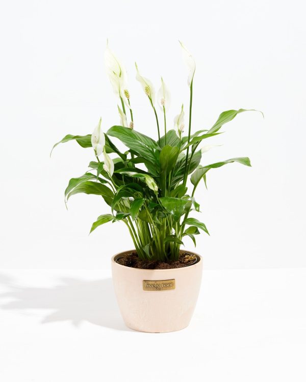 Peace Lily (Spathiphyllum) - Image 20