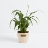 Peace Lily (Spathiphyllum) - Image 16