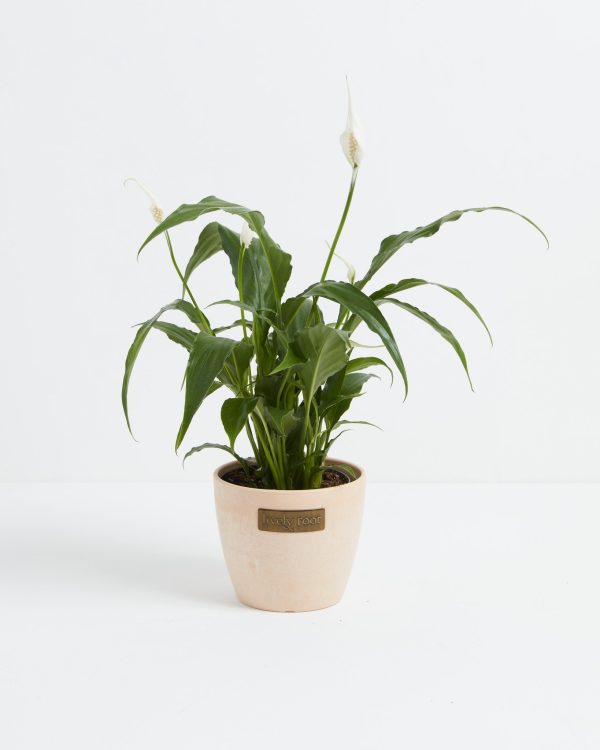 Peace Lily (Spathiphyllum) - Image 16
