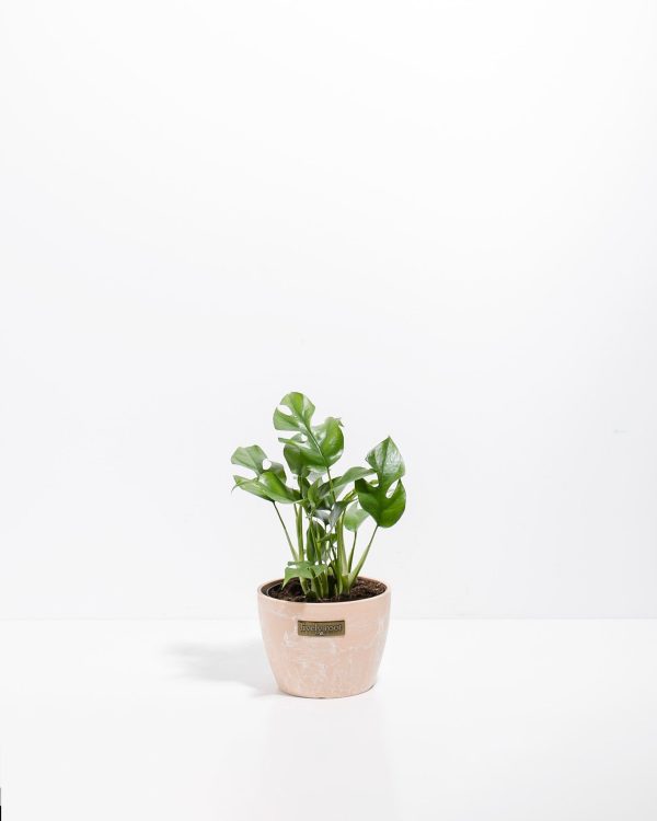 Philodendron Ginny (Mini Monstera) - Image 8