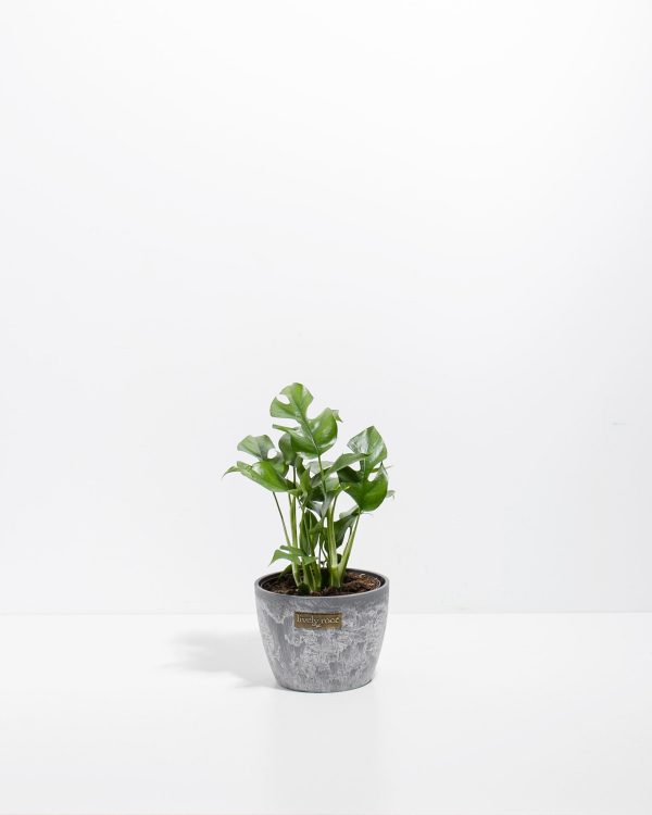 Philodendron Ginny (Mini Monstera) - Image 6