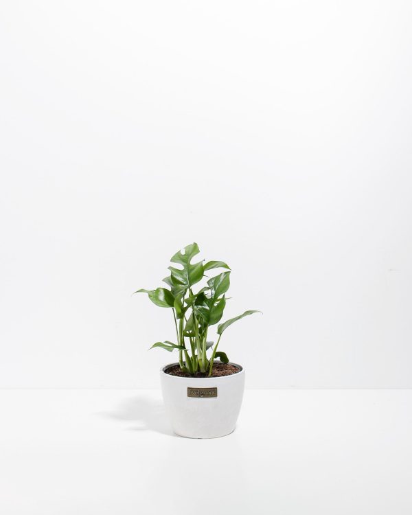 Philodendron Ginny (Mini Monstera) - Image 5