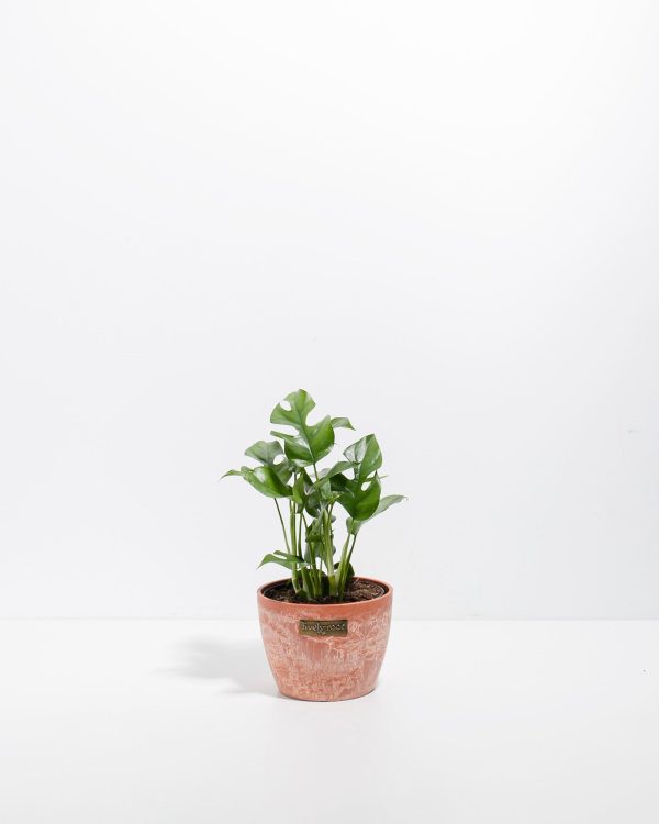 Philodendron Ginny (Mini Monstera) - Image 7