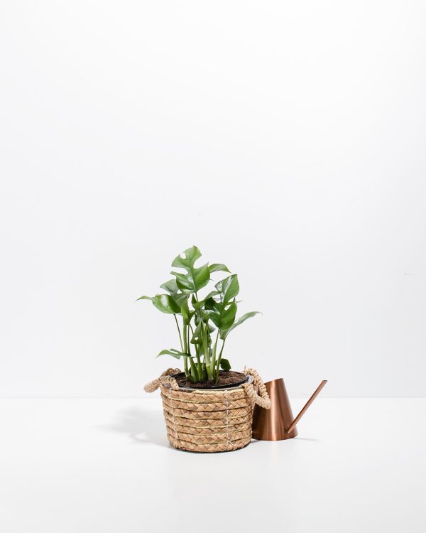 Philodendron Ginny (Mini Monstera) - Image 13