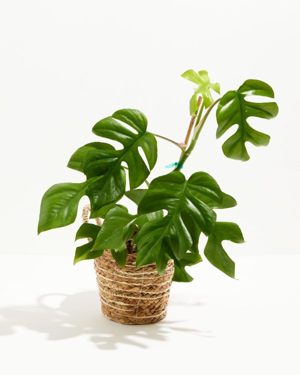 Philodendron Ginny (Mini Monstera) - Image 14
