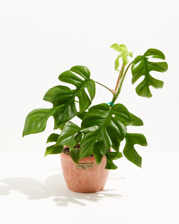 Philodendron Ginny (Mini Monstera) - Image 11