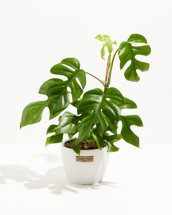 Philodendron Ginny (Mini Monstera) - Image 9