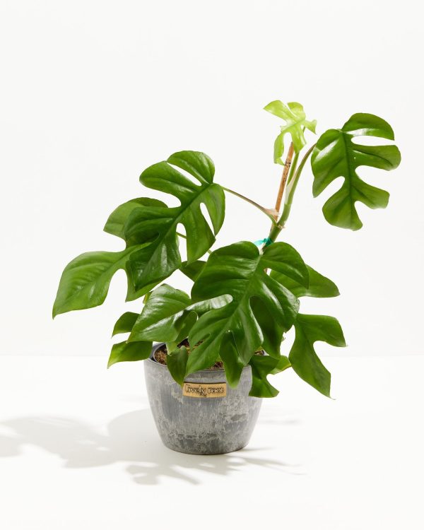 Philodendron Ginny (Mini Monstera) - Image 10