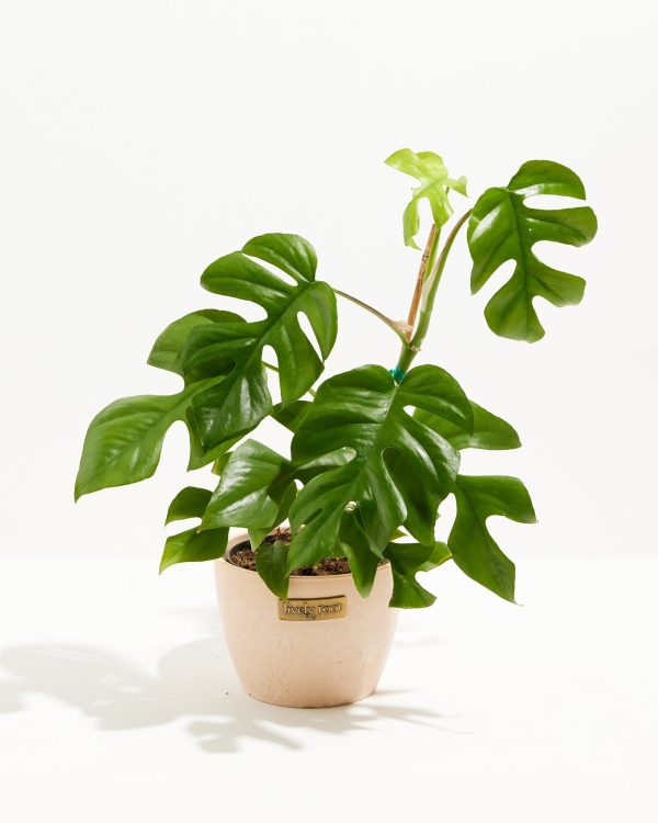 Philodendron Ginny (Mini Monstera) - Image 12