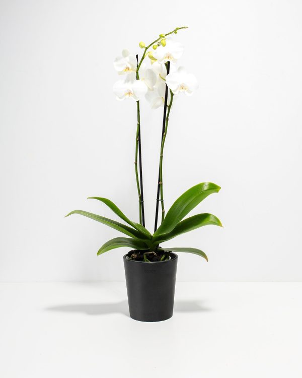 White Phalaenopsis Orchid - Image 8